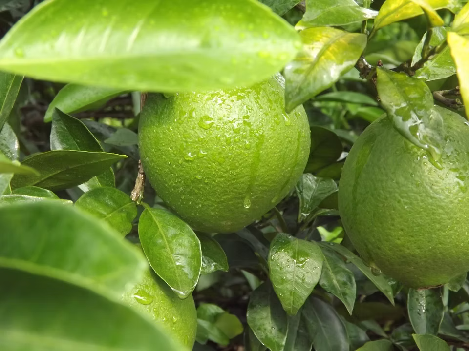 Naranja de Sevilla Don Bosco