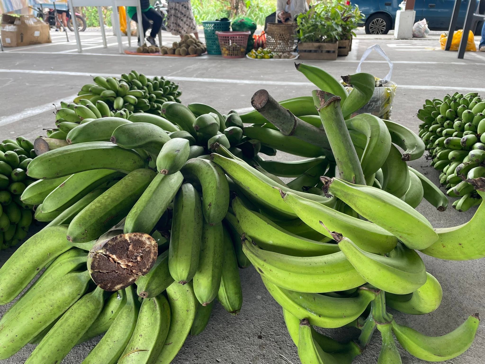Plátano